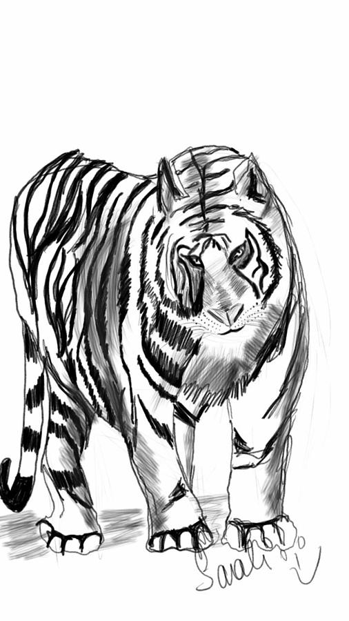 506x900 Ferocious Tiger Drawing By Sonali Chaturvedi