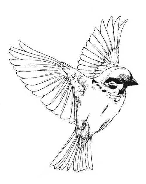 500x630 Teagan White Song Birds Gifs