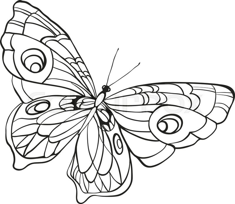 800x694 Black And White Butterfly With Open Wings In A Top View. Sketch