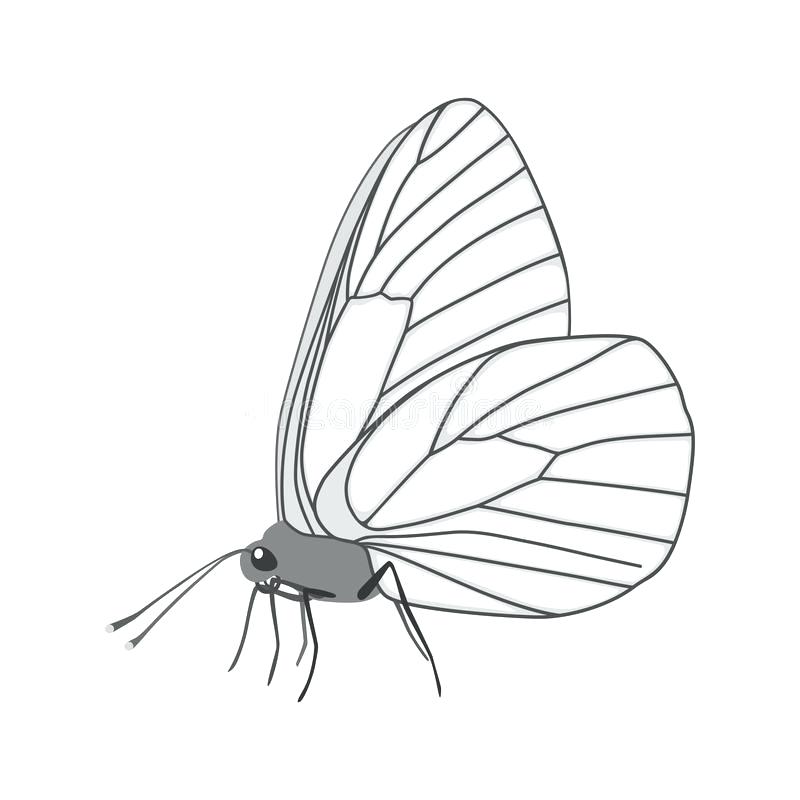 800x800 Butterfly Wing Outline Download Isolated White Butterfly