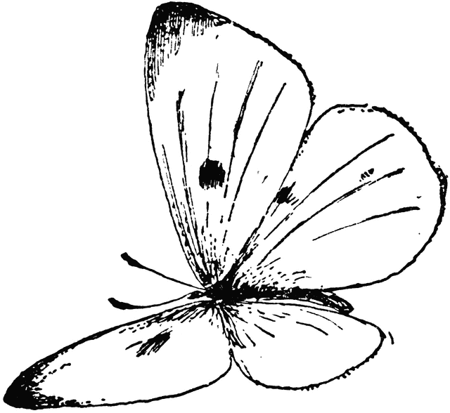 640x588 P. Rapae Butterfly Clipart Etc