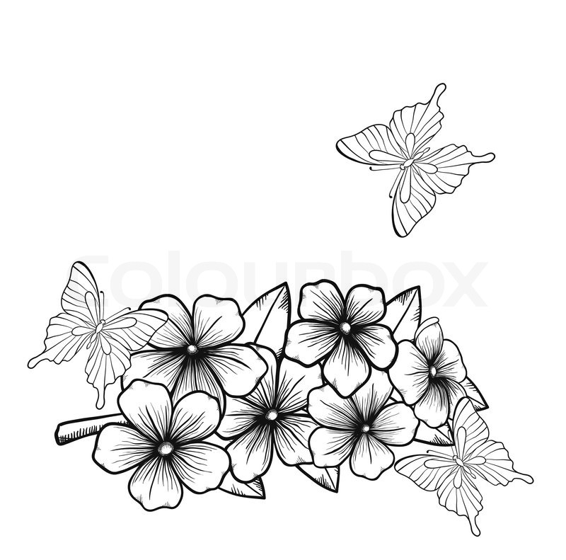 800x791 Beautiful Monochrome Black And White Background With A Border