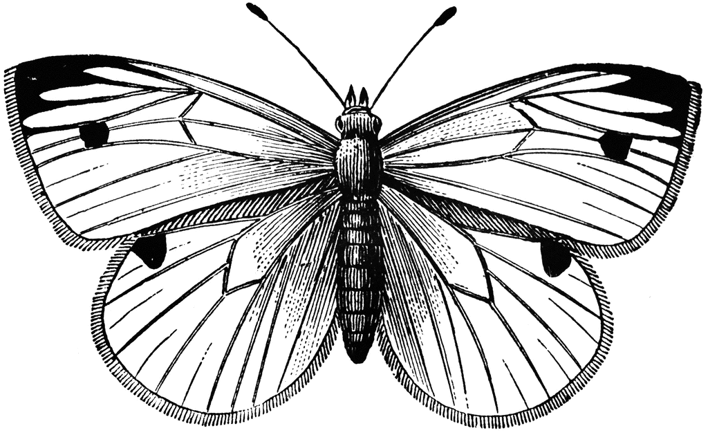 1024x629 Cabbage White Butterfly Clipart