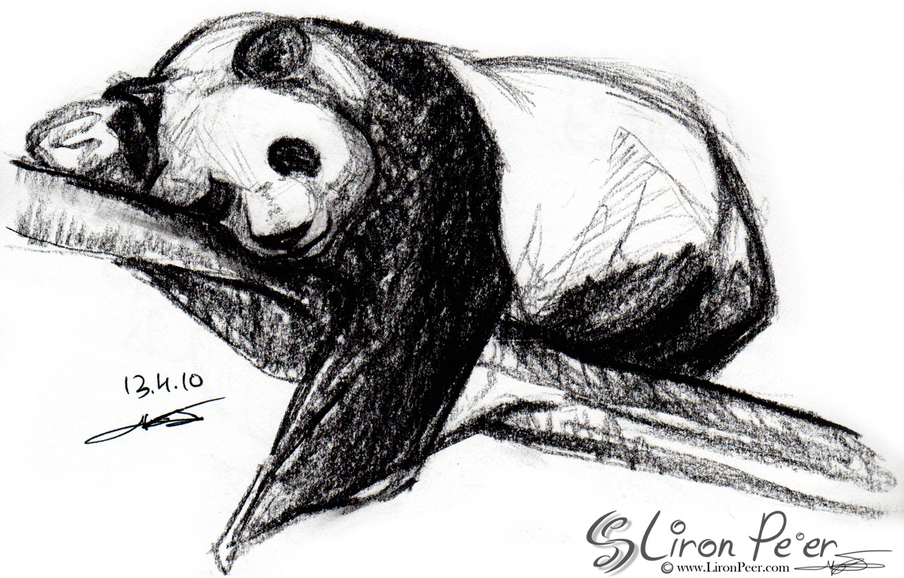 1280x819 Liron Pe'Er