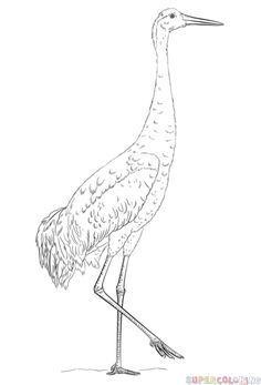 236x347 Sandhill Crane Art Print