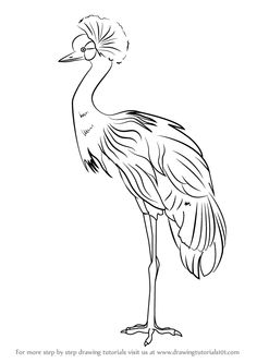 236x333 Sandhill Cranes Drawing