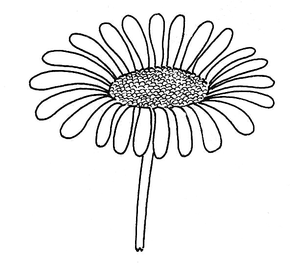 605x537 Daisy Drawing