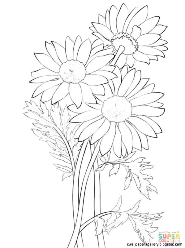 598x800 Daisy Drawings With Color Wallpapers Gallery