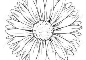 300x210 Daisy Flower Drawings Beautiful Monochrome, Black And White Daisy