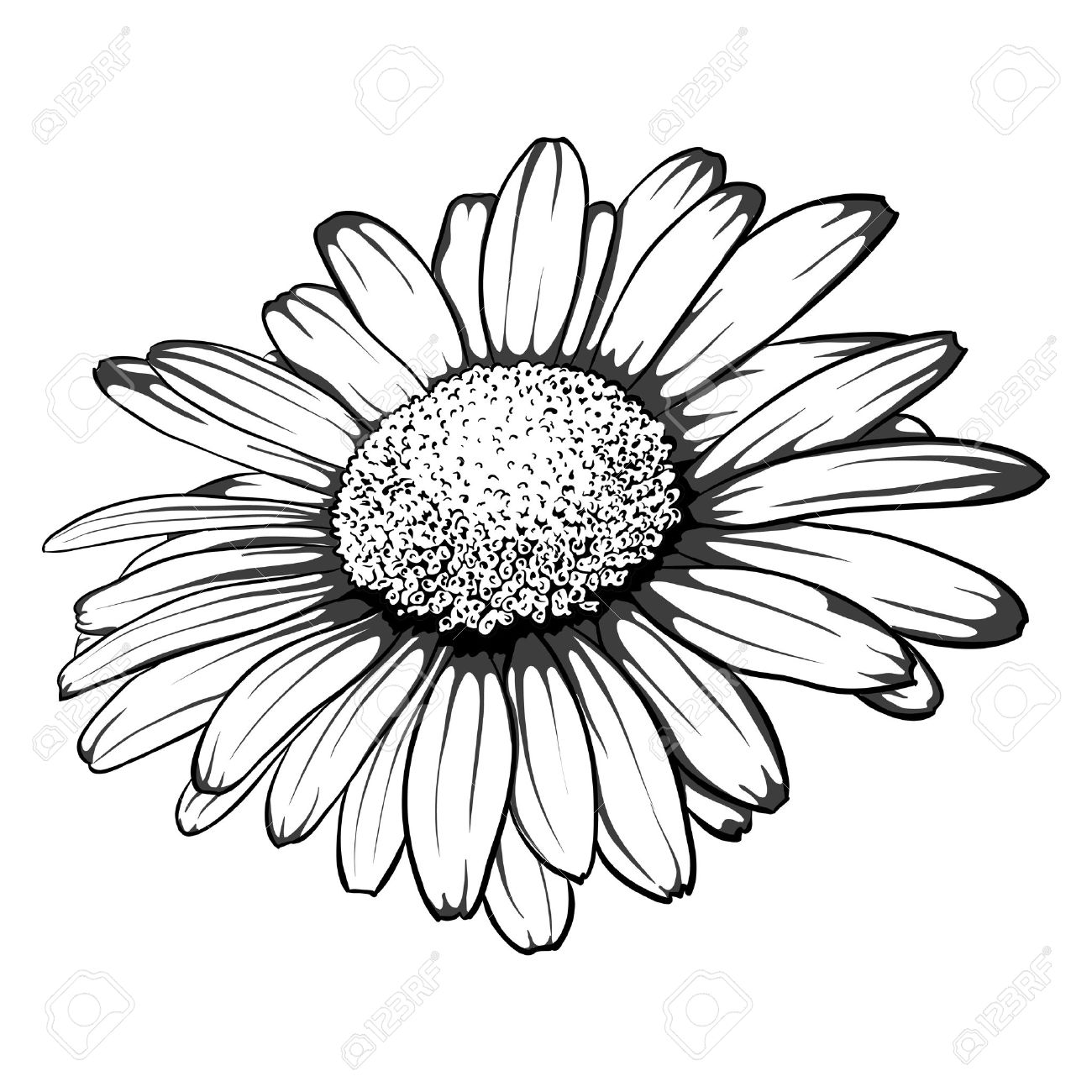 1300x1300 Beautiful Monochrome, Black And White Daisy Flower Isolated