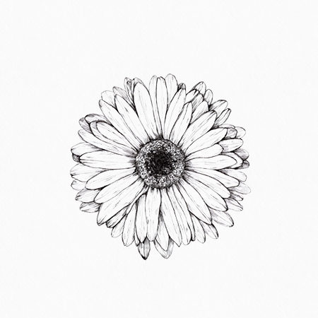 450x450 Gerbera Drawing, Inkylines, May 2017.