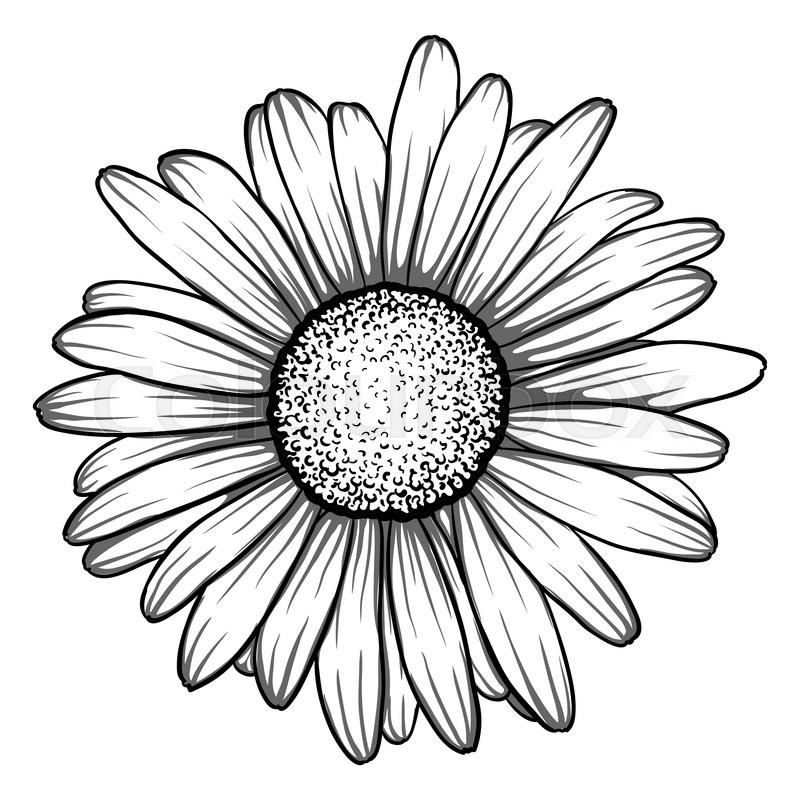 800x800 Beautiful Monochrome, Black And White Daisy Flower Isolated.
