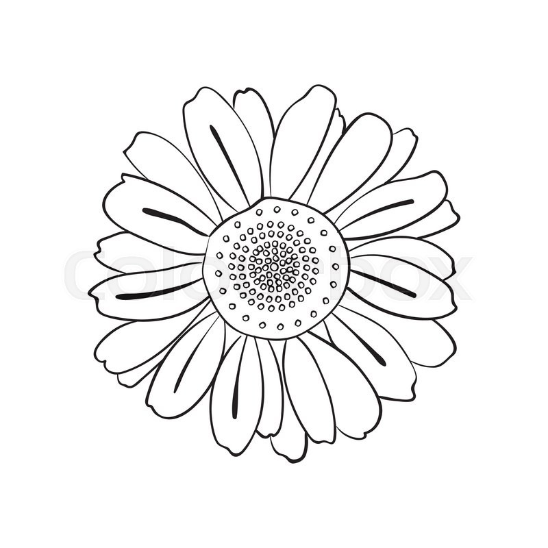 800x800 Illustration Of Hand Drawn Daisy, Doodle Style Isolated On White