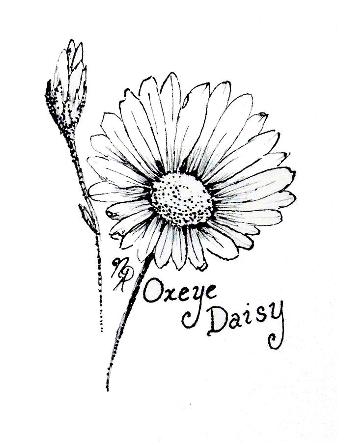 688x900 Oxeye Daisy Drawing By Nicole Angell