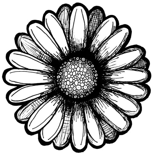500x500 Daisy Doodle Archives