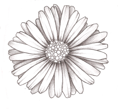 White Daisy Drawing at GetDrawings | Free download