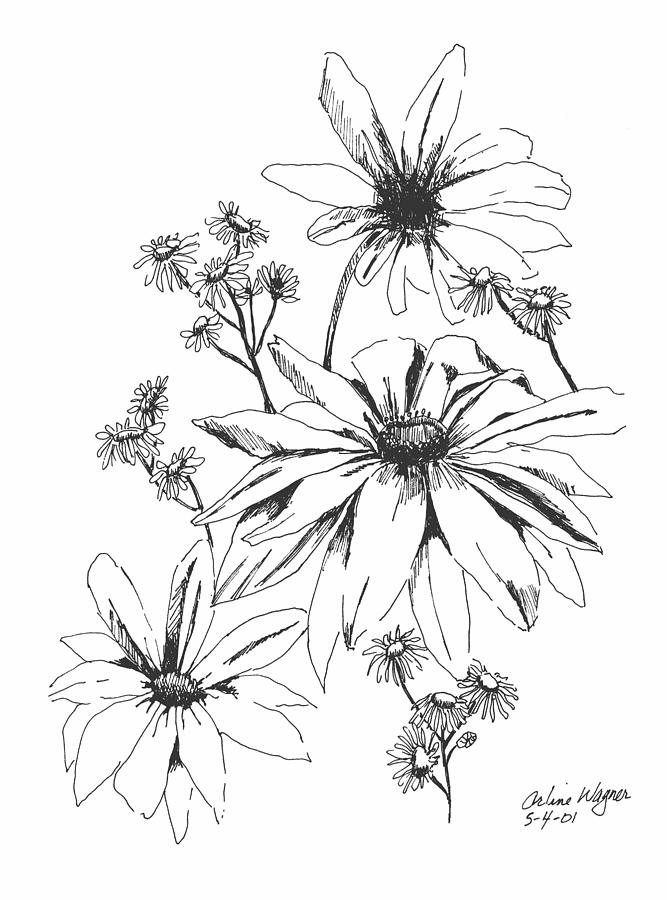 White Daisy Drawing at GetDrawings | Free download