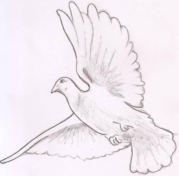 White Dove Sketch at PaintingValley.com | Explore collection of White ...
