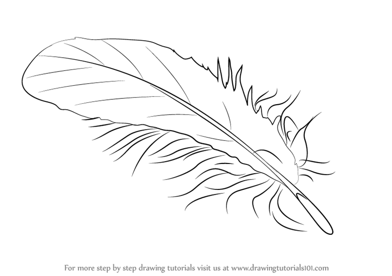 800x564 Learn How To Draw A Feather (Everyday Objects) Step By Step