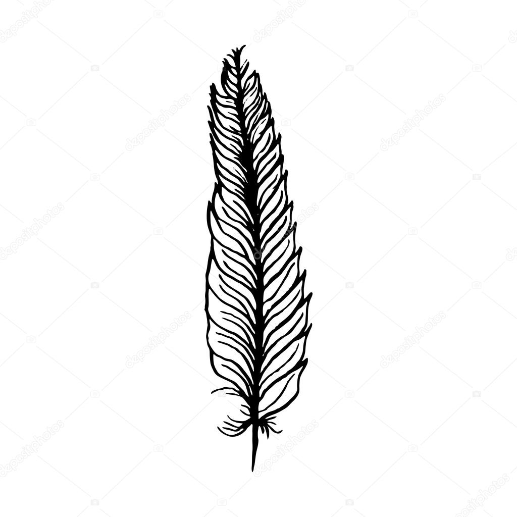 1024x1024 Hand Draw Bird Feather Style Sketch For Registration Cards