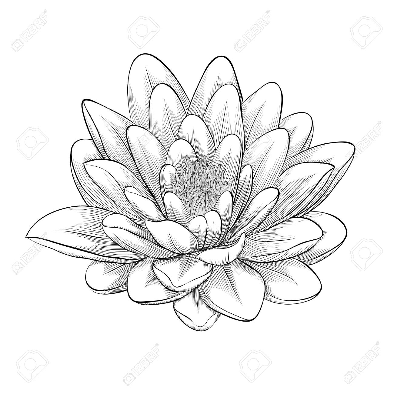 1300x1300 Lotus Flower Drawing Black And White Beautiful Monochrome, Black