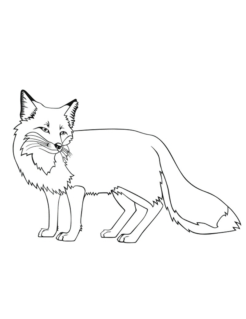 800x1035 Challenge Fox Coloring Pages Red Free