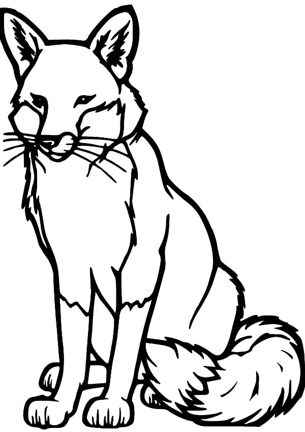 600x849 Drawing Kit Fox Coloring Pages