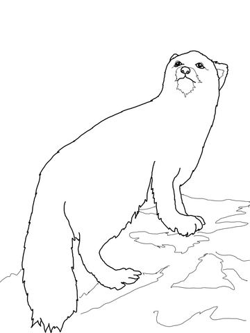 360x480 Arctic Fox Coloring Page Free Printable Coloring Pages