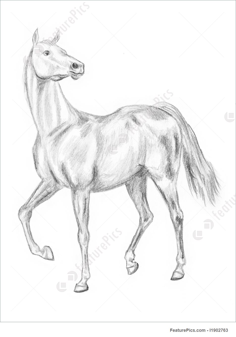 953x1360 Picture Of Walking Horse Drawing