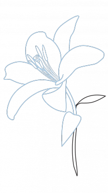 White Lilies Drawing at GetDrawings | Free download