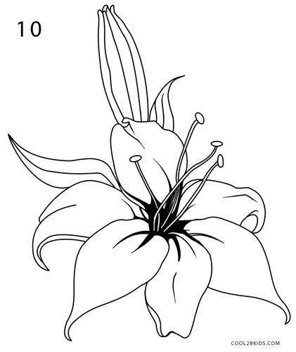 421x500 How To Draw A Lily (Step By Step Pictures) Cool2bkids