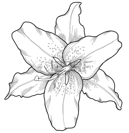 438x450 Beautiful Lily In The Style Of Black And White Engraving. Many