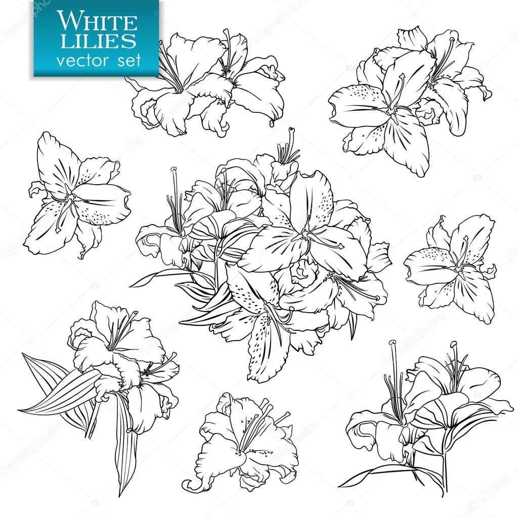 1024x1024 Outline Drawings Of White Lilies Stock Vector Nevada31