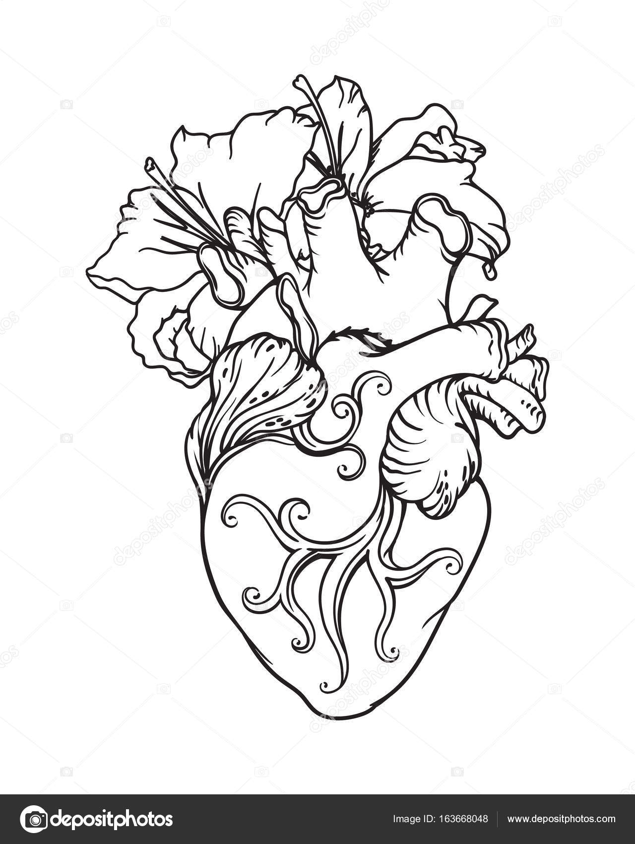 1280x1700 Stylized Anatomical Human Heart Drawing. Heart With White Lilies