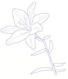 236x274 Lily Flowers Drawings White Lily By Shazwald {Embroidery