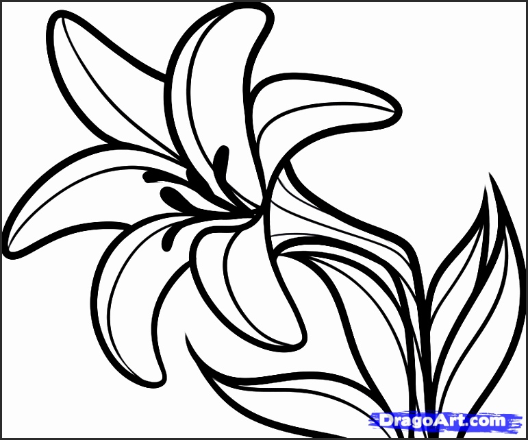 771x642 Drawings Of Lilies Flower Gjjdg Elegant Another Lily Flower By