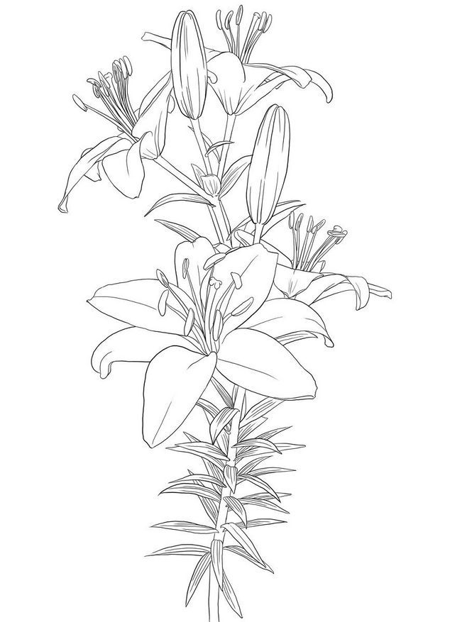 White Lily Drawing at GetDrawings | Free download