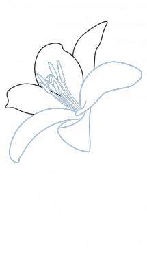 215x382 How To Draw A Lily, Flowers, Plants, Easy Step By Step Drawing