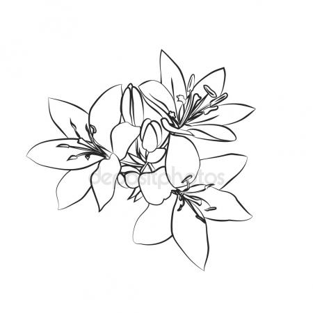 450x450 Single Hand Drawn White Lily Flower, Top View, Vector Illustration
