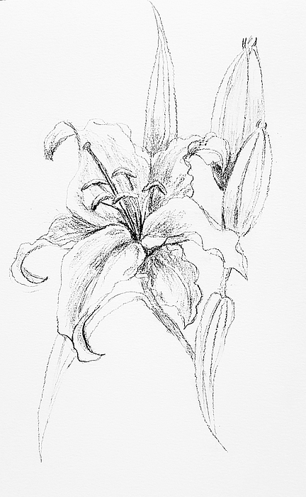 432x700 White Lily Drawing By Hae Kim