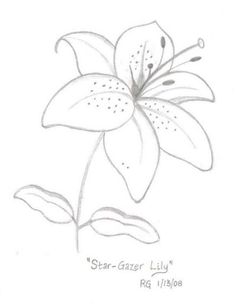 236x304 Lily Flowers Drawings Flowers