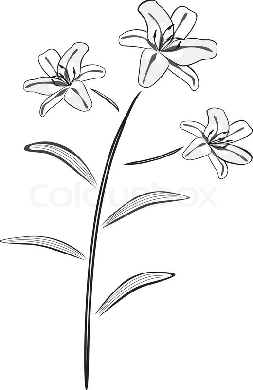 520x800 Black And White Lily Drawing Vector Illustration. Stock Vector