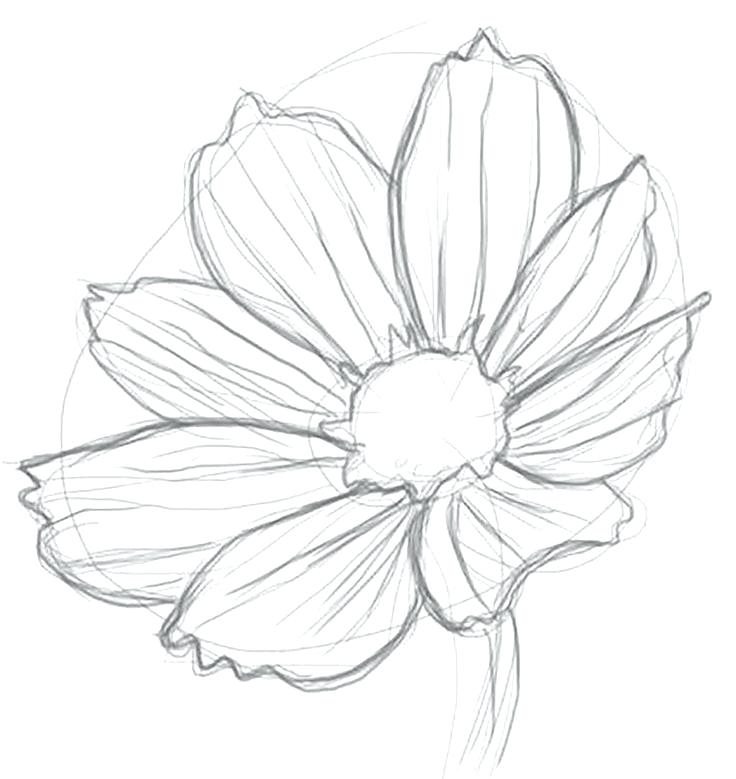 736x779 Flowers Drawing Drawing Of A Flower 6 Nice Design Draw Flower Step