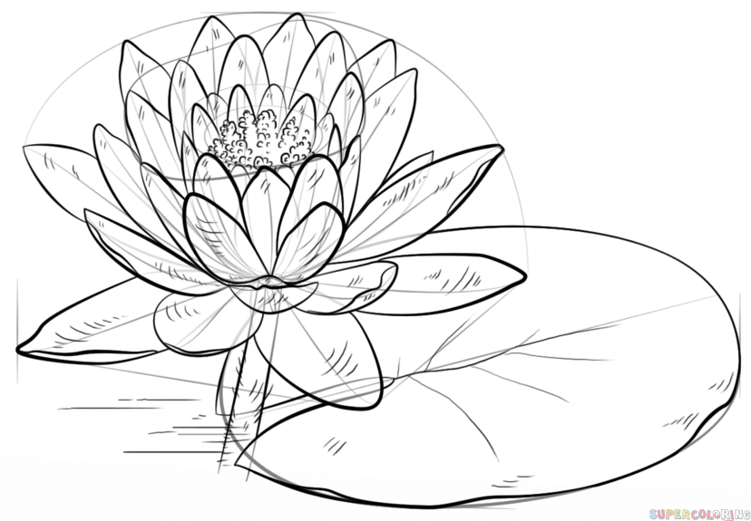 828x575 How To Draw A Water Lily And Pad Step By Step Drawing Tutorials