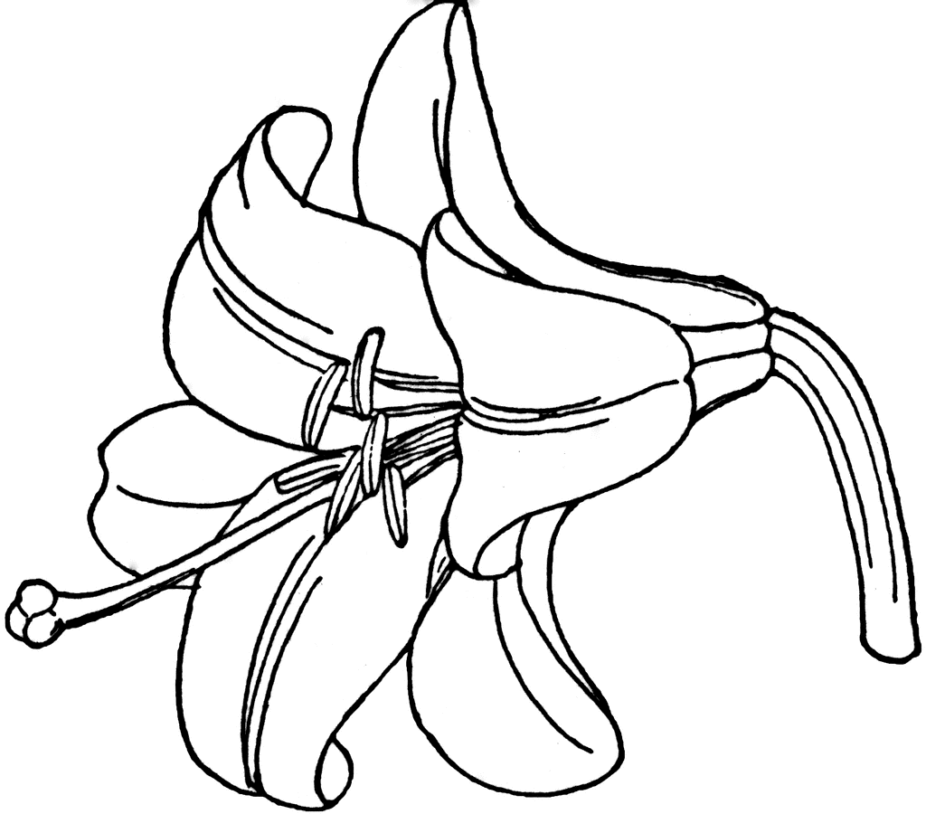 1024x900 Lily Flower Clipart Black And White