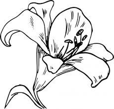 230x219 32 Best Flower Drawings Images On Flower Drawings