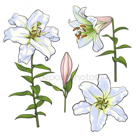 450x450 Set Of Hand Drawn White Lily Flowers, Side, Top View Stock