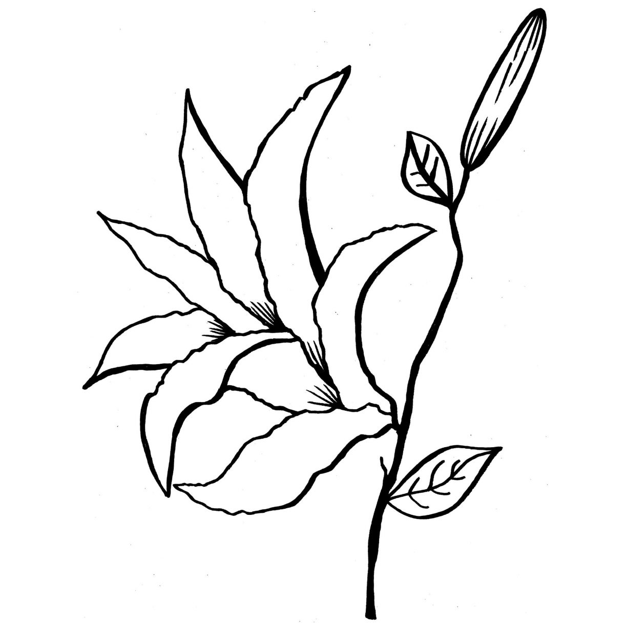 1224x1224 Adult Coloring Pages Lily Flowers