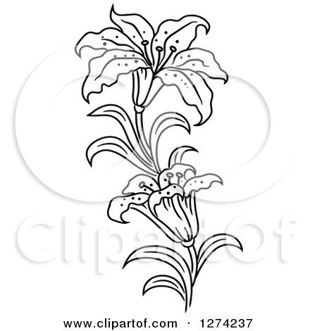 450x470 Clipart Of A Black And White Lily Flower Stem
