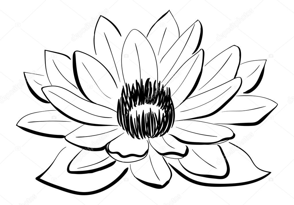 1024x713 Vector Black And White Lotus Flower Stock Vector Ivanchuk